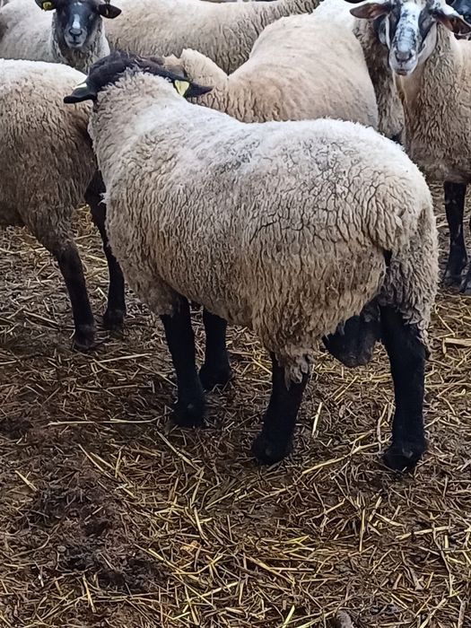 Berbeci suffolk de monta