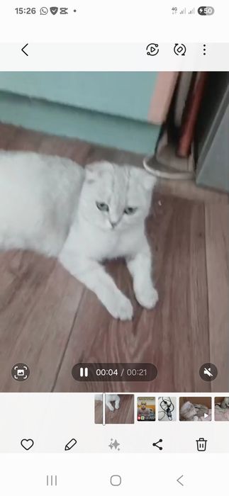 Мысық тегін әдемі