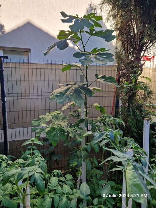 Smochin,tuia,lacramioare,flori de interior