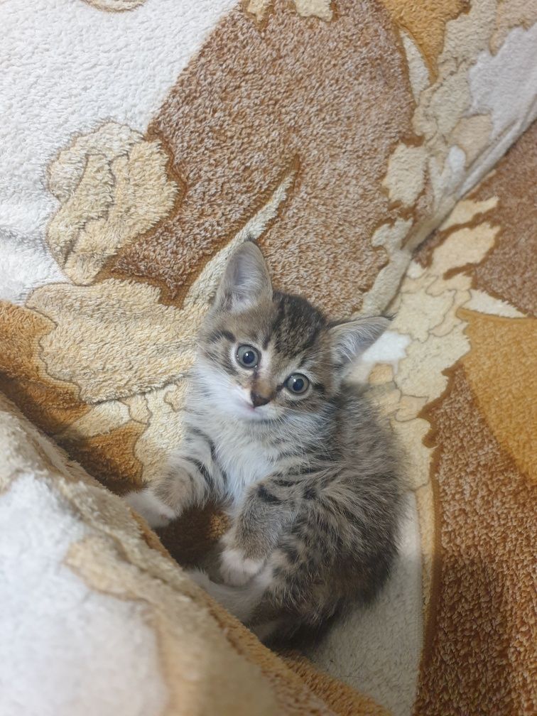 Котёнок девочка,отдадим