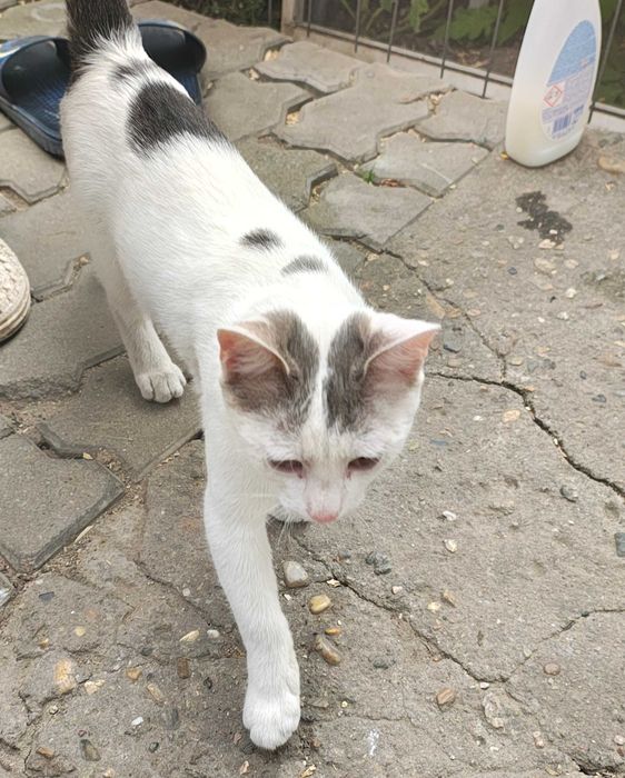 Dau pisoi pentru adoptie