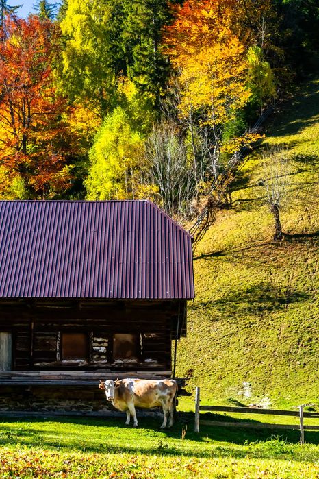 Liber 28 noiembrie - 1 decembrie !Cazare   Moieciu de Sus - Casa Enaru