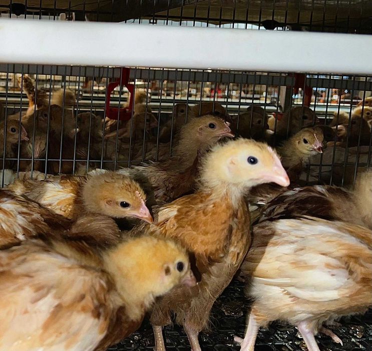 Puicuțe Lohmann Clasic – Performanță, Randament și Încredere