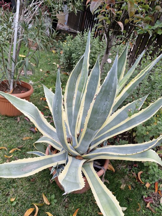 Cactusi exotici în ghiveci