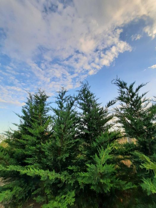 Leylandii / Gard viu 80-100 cm crescuti in Romania la ghiveci