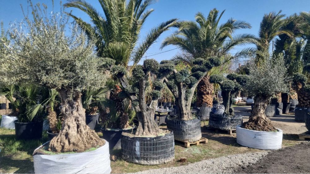 Palmier aclimatizat , rezistenta la frig , calitate superioara