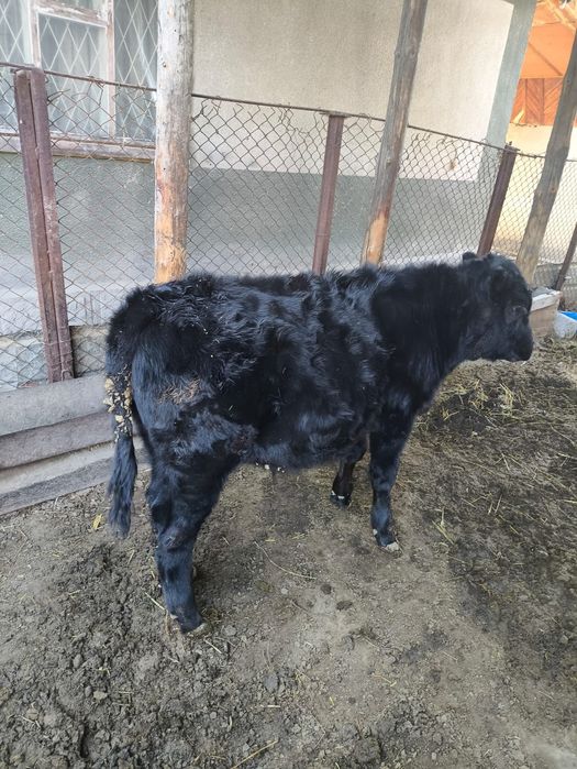 Бычок 7 месяцев,