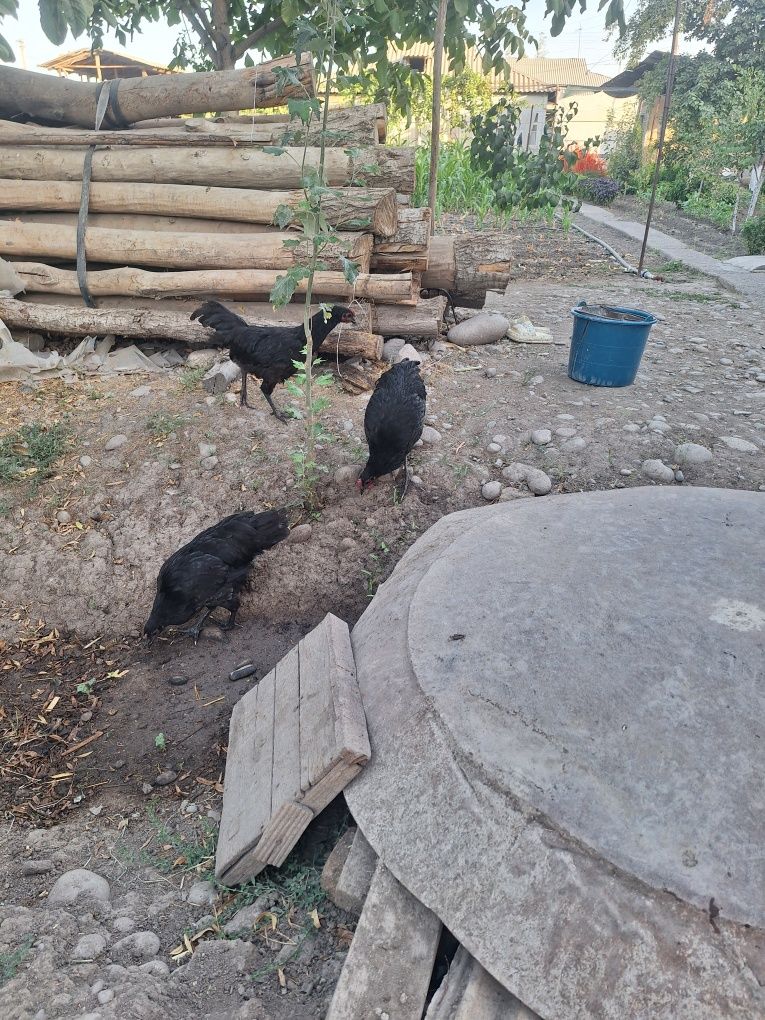 Ruminski Avstralop jo'ja xorozlari sotiladi