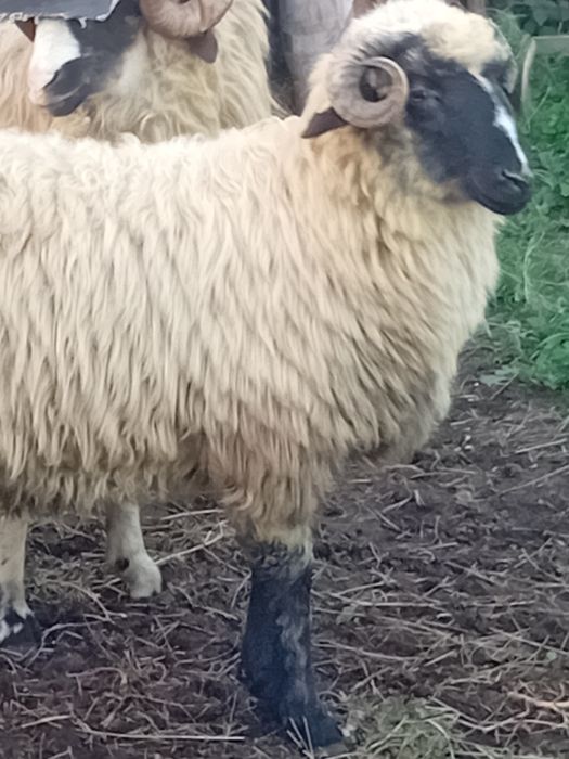 Berbecuti pentru prasila