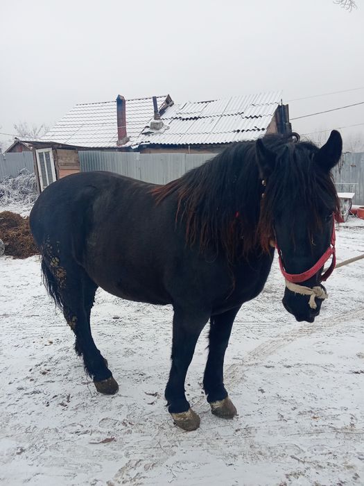 Iapa de vânzare de 6 ani preț 14000 lei negociabil