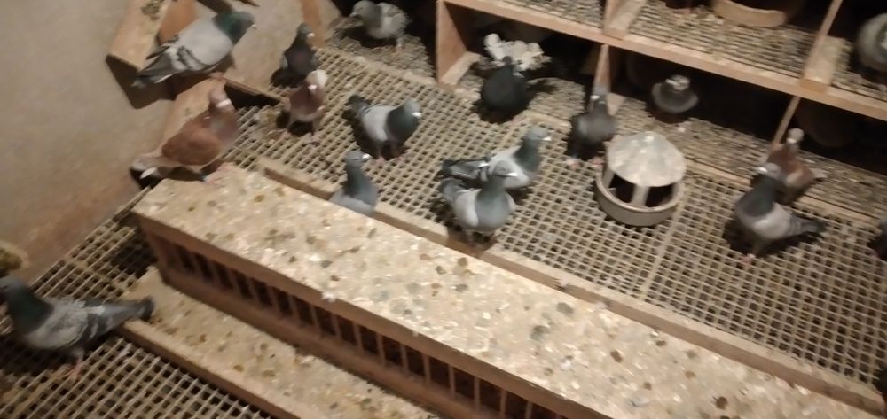 Vând pui porumbei voiajori 2025