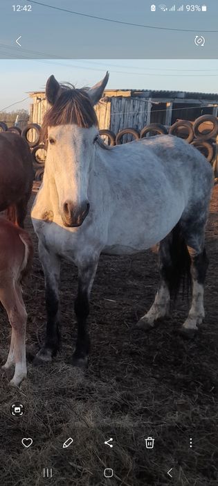 Продам лошадь обучена