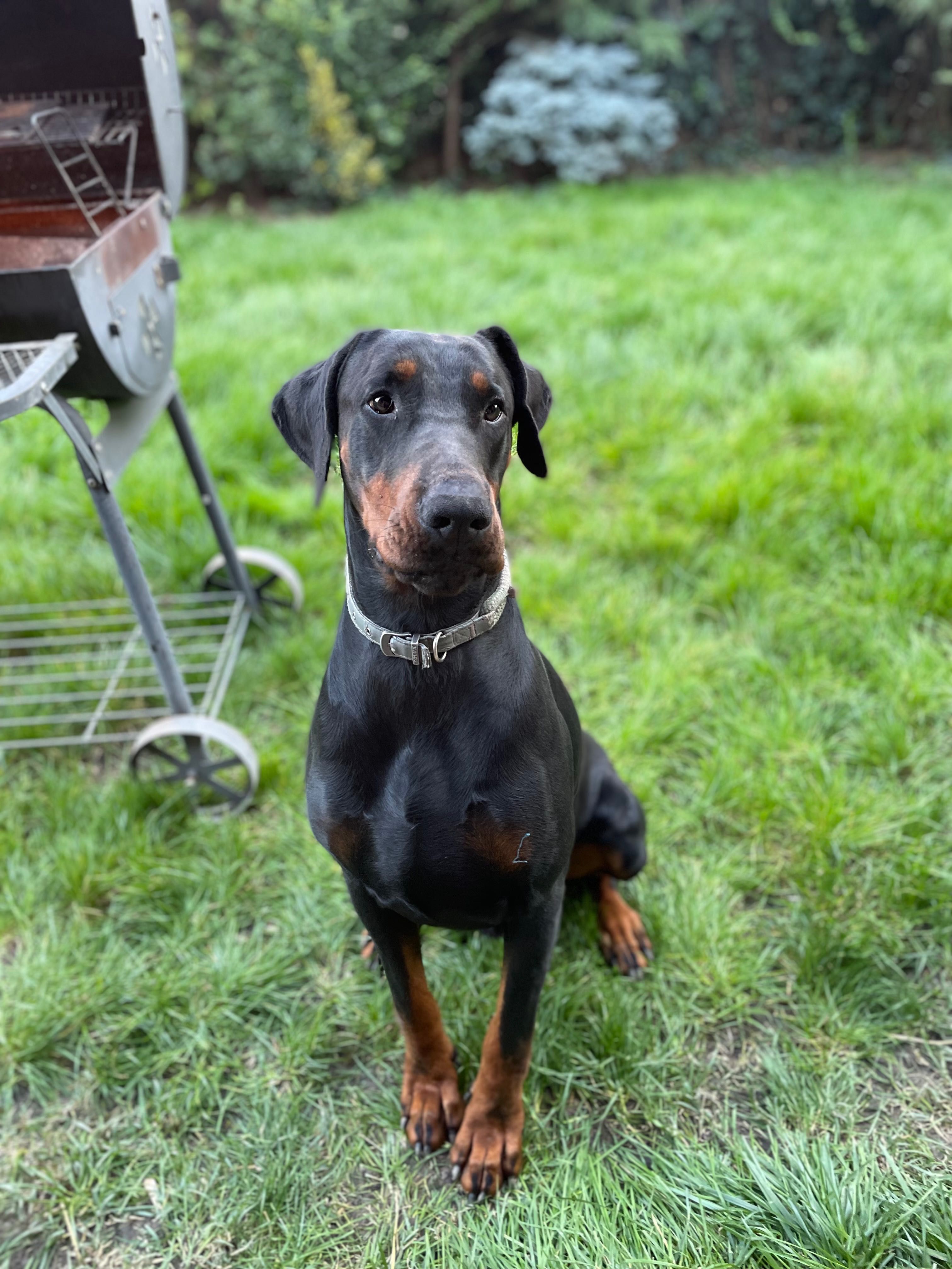 Ofer gratuit spre adopție Doberman