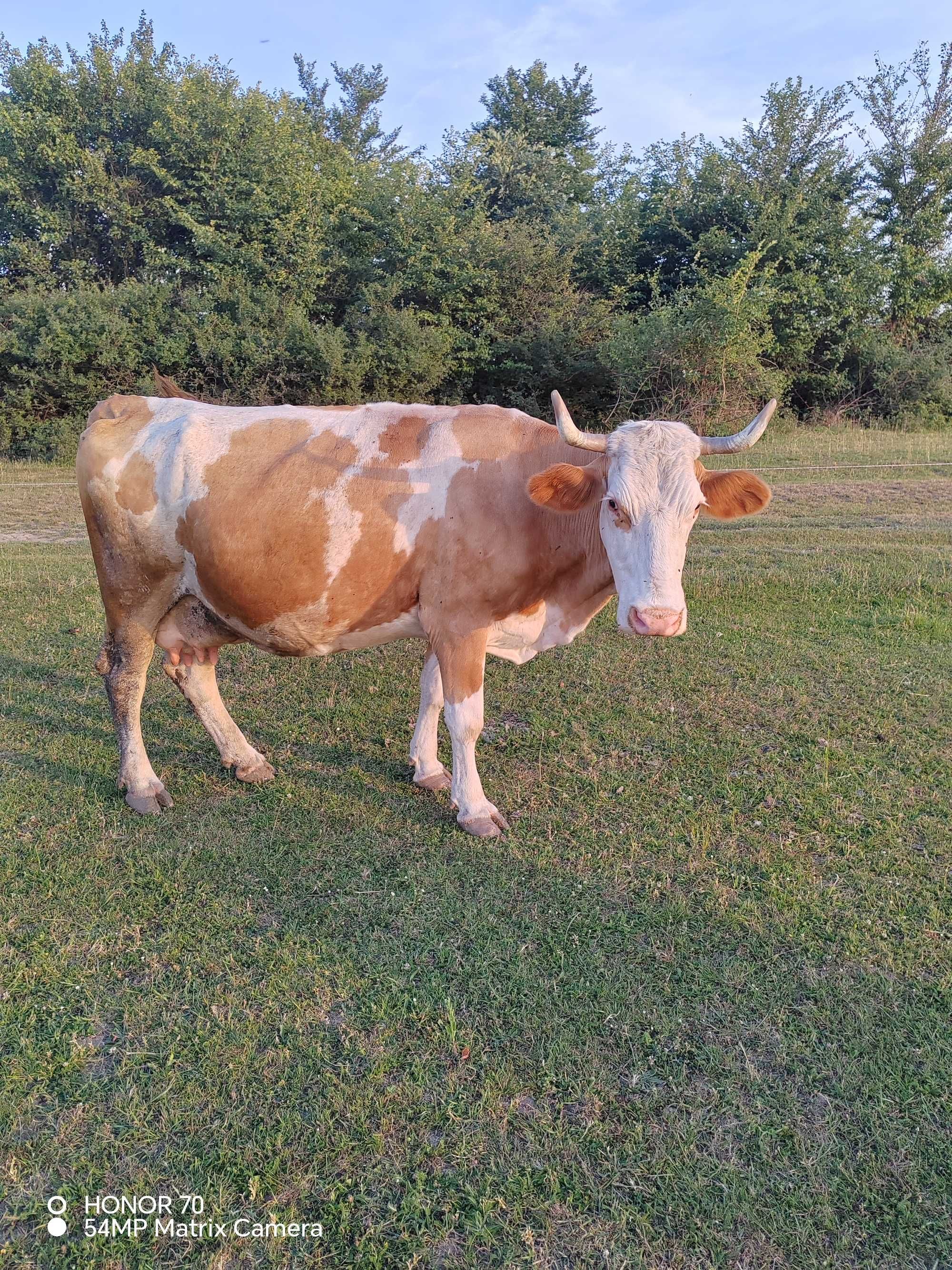 Vaca gestanta în a 8 a luna