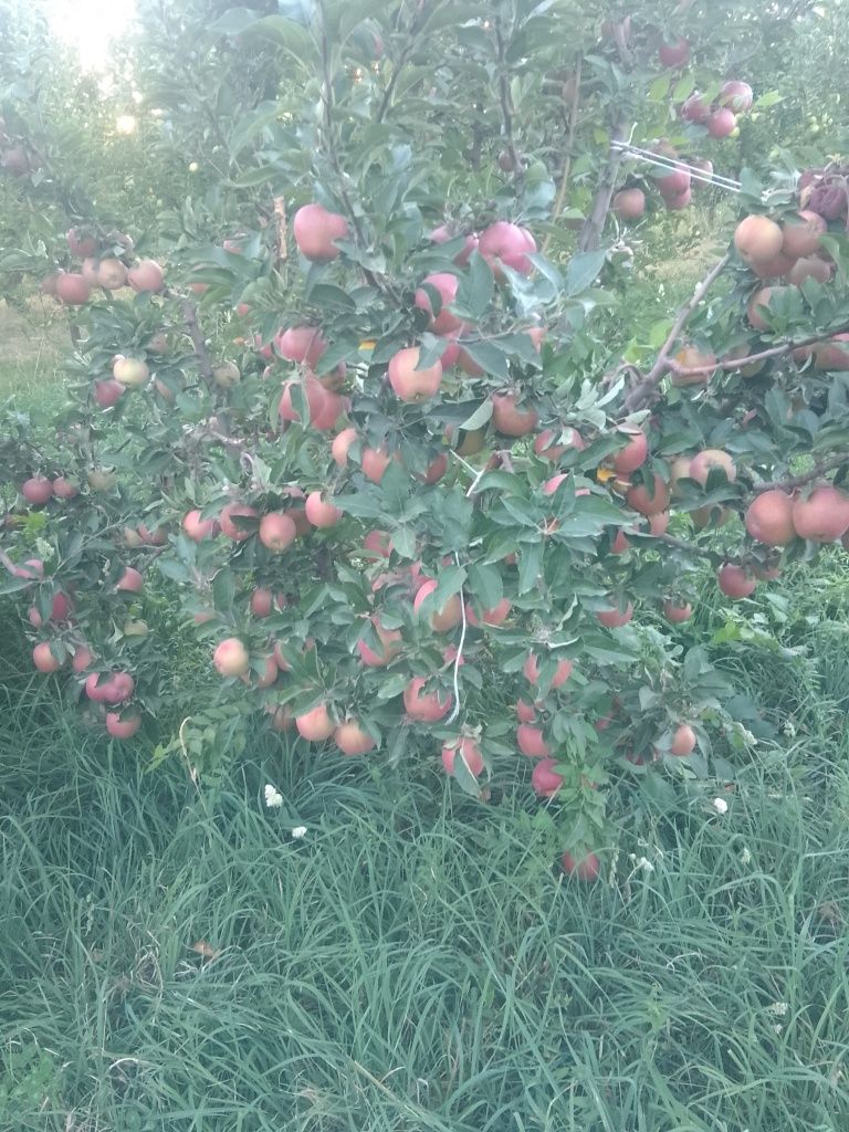 Продам яблоки с сада