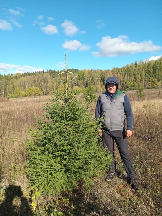 Ель сибирская