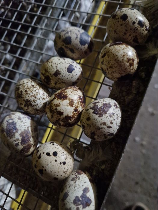 Продам перепелиное яйцо.