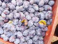 Vând prune de țuică