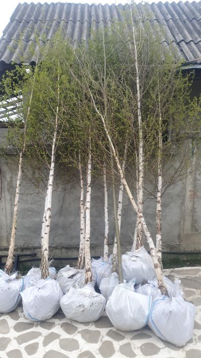 Tuia, mesteacan alb, tei argintiu, arțar japonez
