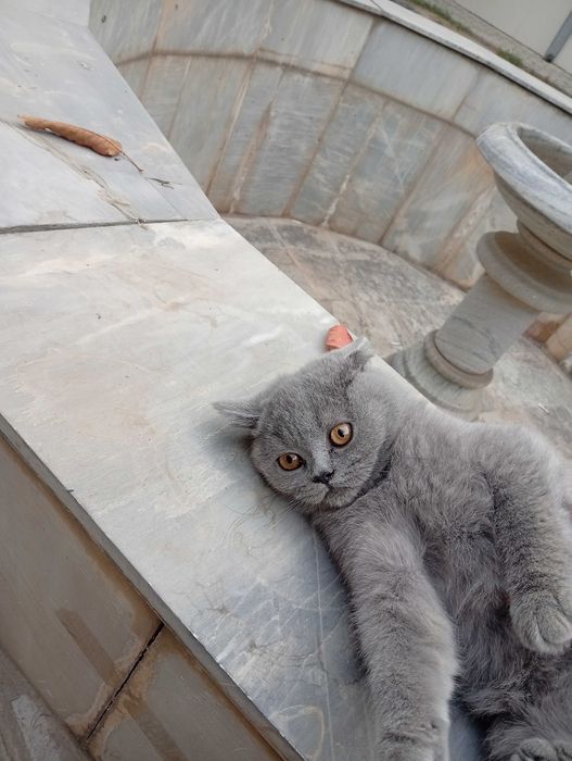 Продается родословная кошка , девочка