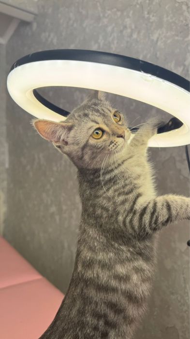Даю котенка ДАРОМ девочку, где то 5 месяцов котенку
