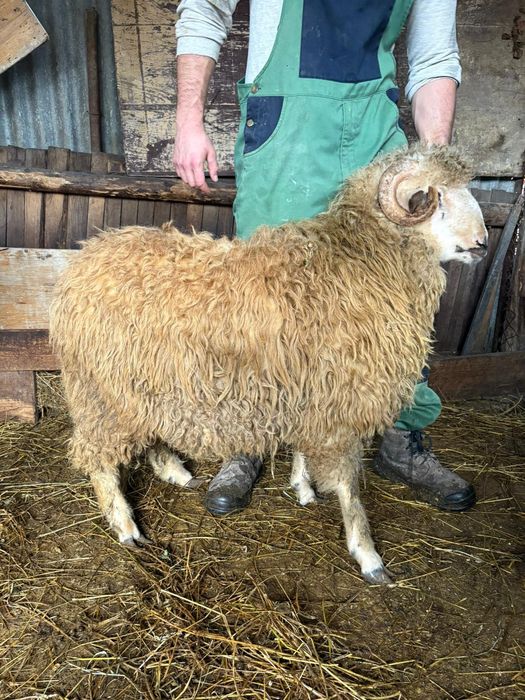 Carlan oaches pe negru