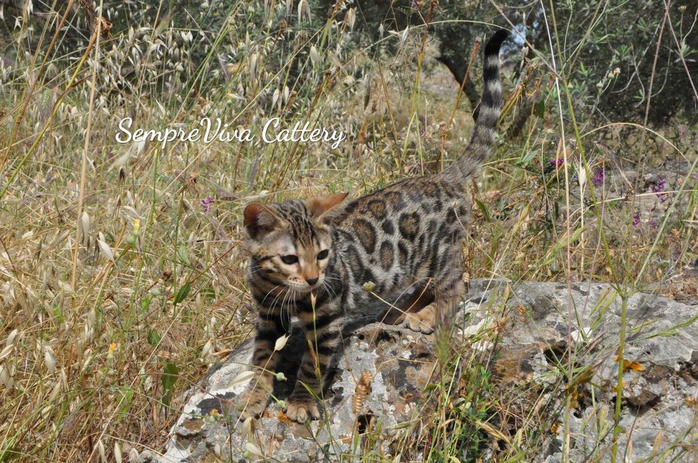 Бенгалско коте женско