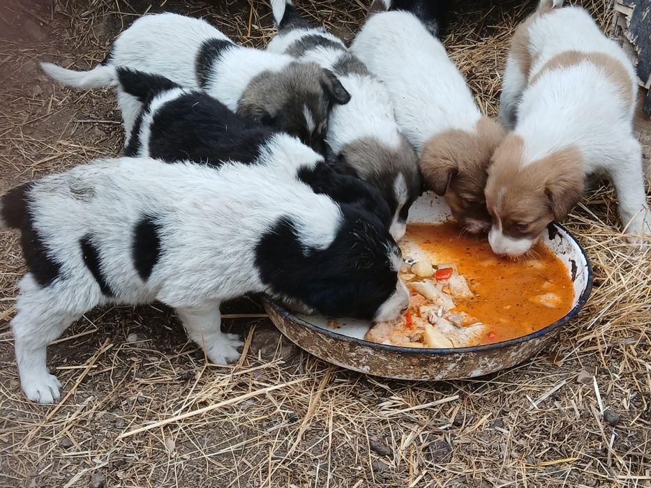 Овчарски кучета.  ...