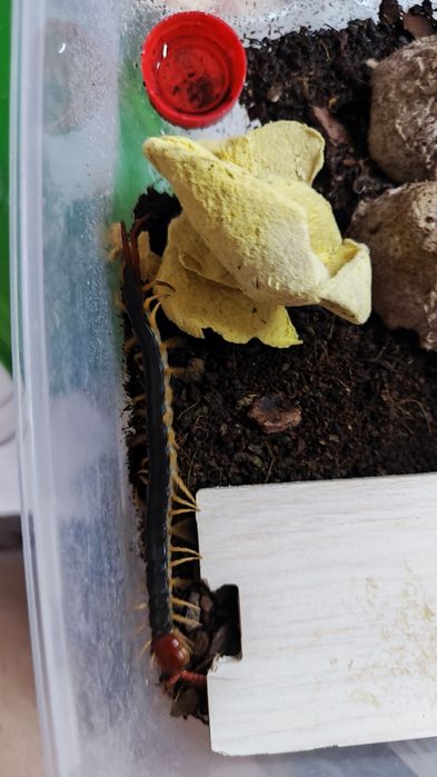 scolopendra mutilans "yellow legs