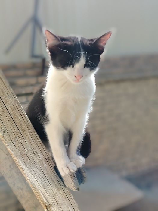 Остался всего один котенок