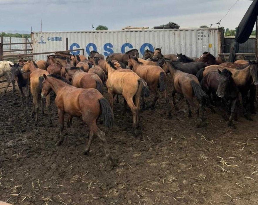 Продам лошадей на мясо и на согым, 1.5 годовалых