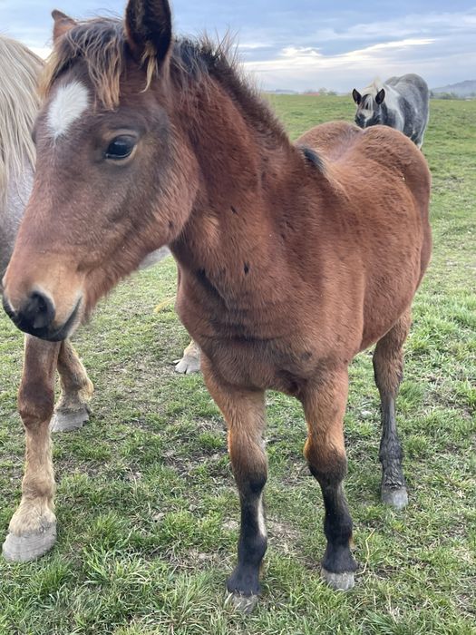 Vand manze,fac schimb si cu baloti sau porumb