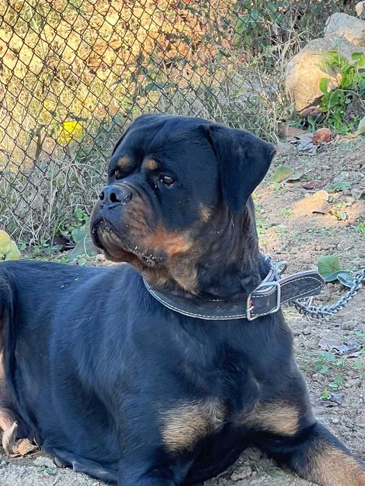 Ротвайлер (Rottweiler)