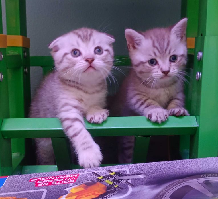 Продаются котята