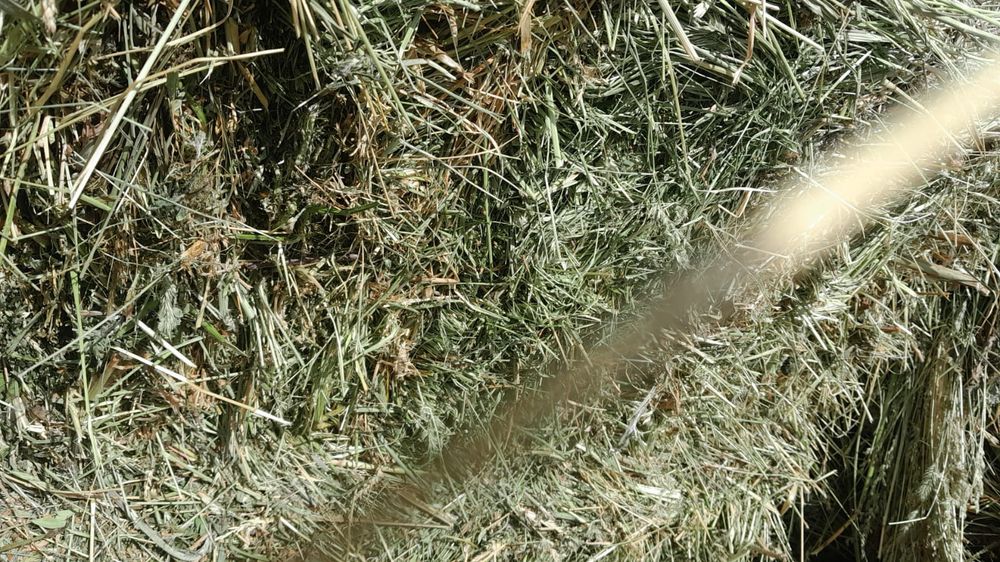 Сена разнотравье