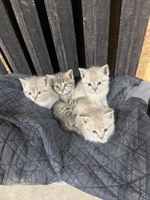 Отдам котят в добрые руки