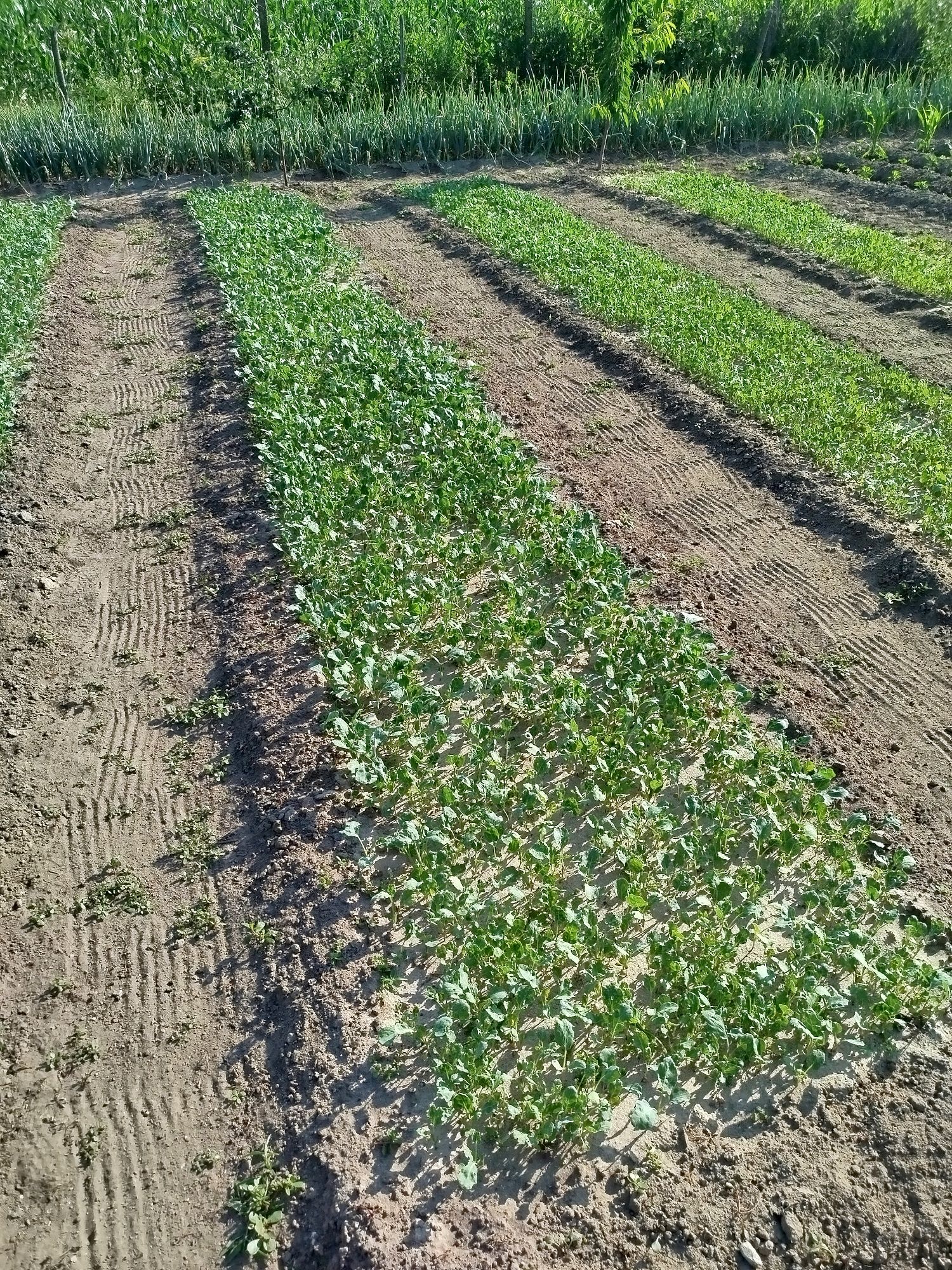 Vând răsad de varza romaneasca