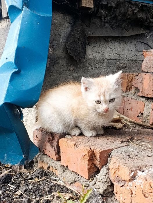 Срочно нужен дом этим малышам