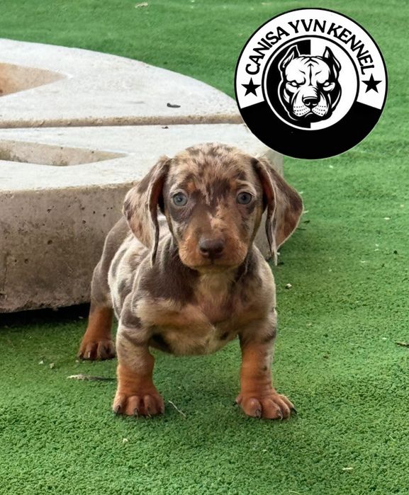 Mascul teckel miny cioco merle