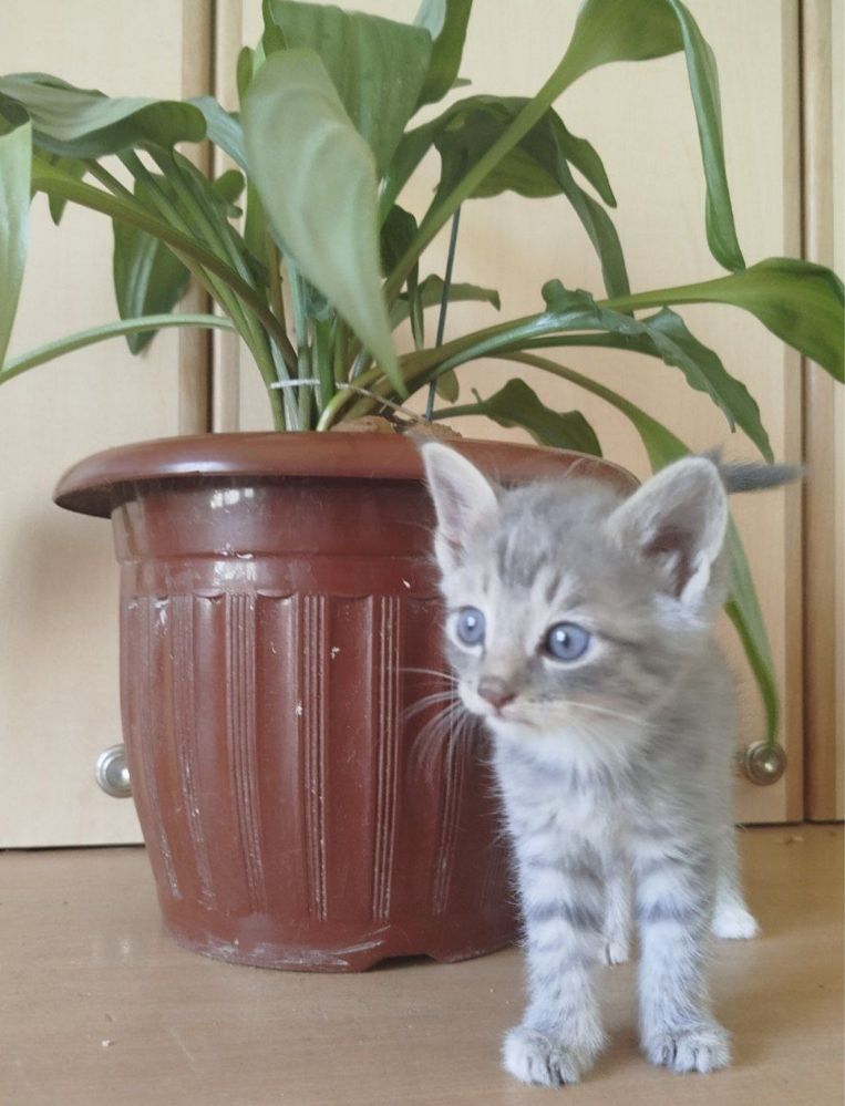 продается котенки еще маленькие