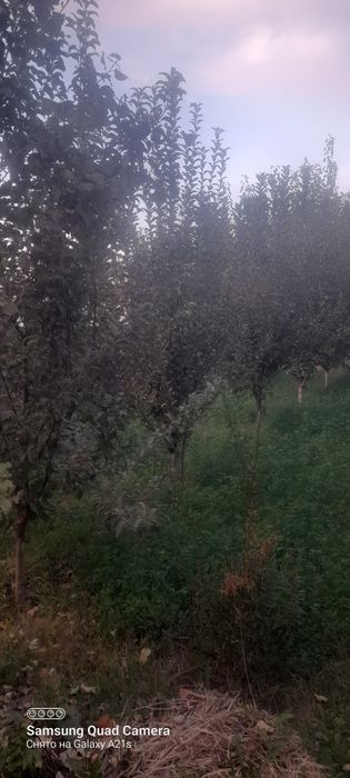 ховли ижарага берилади