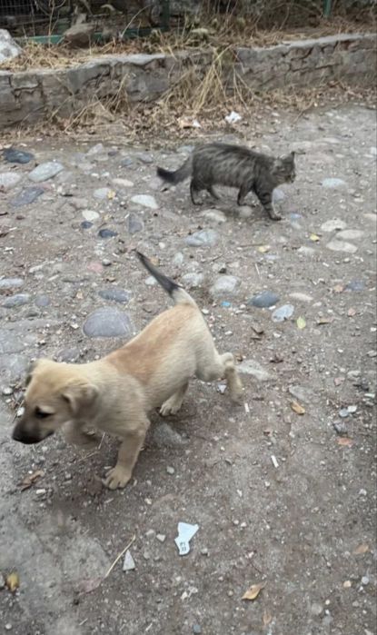 Отдам щеночка в добрые руки!!!