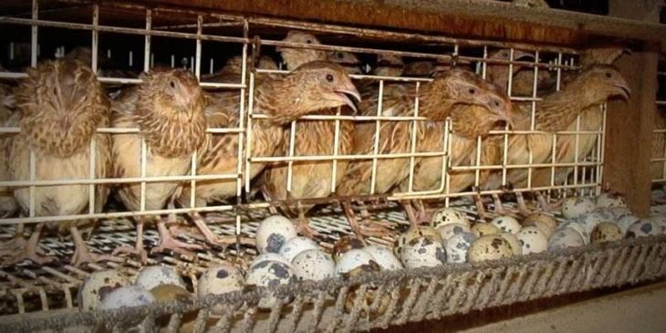 Ищу инвестора, для фермерской деятельности