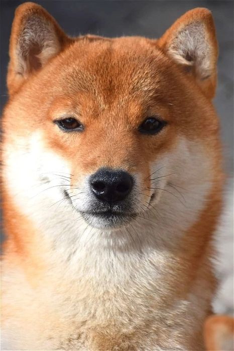 Вязка Сиба-ину Кобель