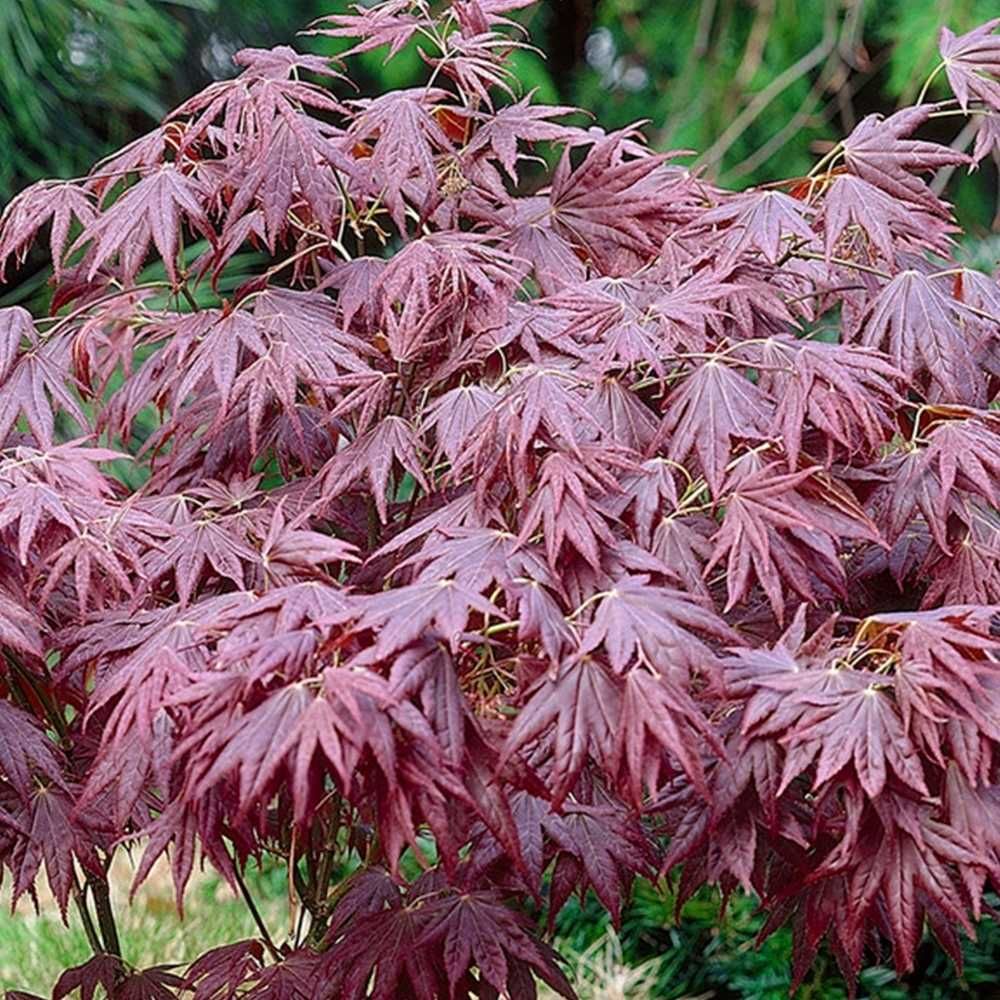 Artar japonez Acer palmatum atropurpureum Katsura Garnet Sango kaku