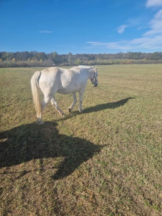 De vânzare iapa de 8 ani