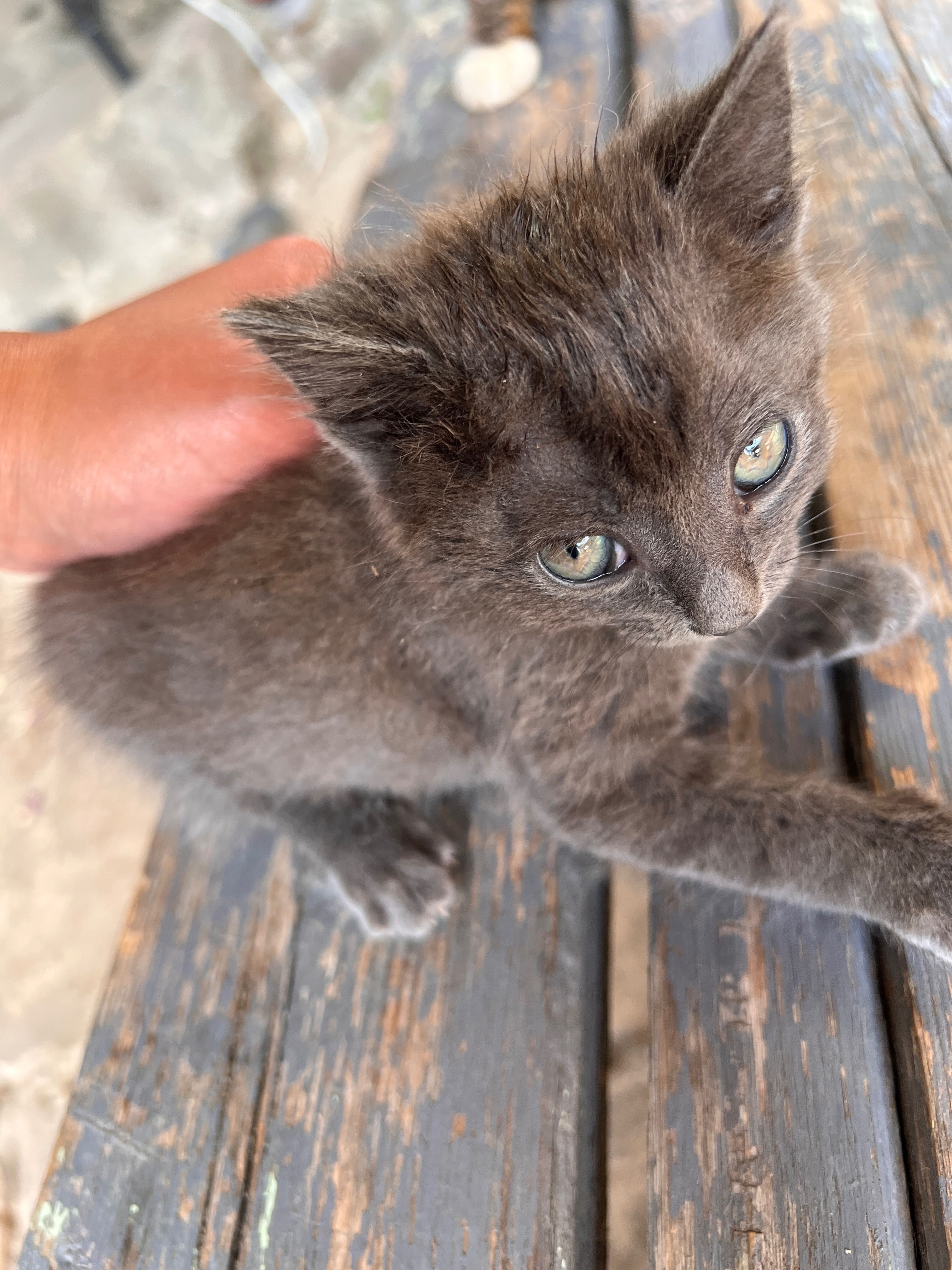 Котенца за подаряване
