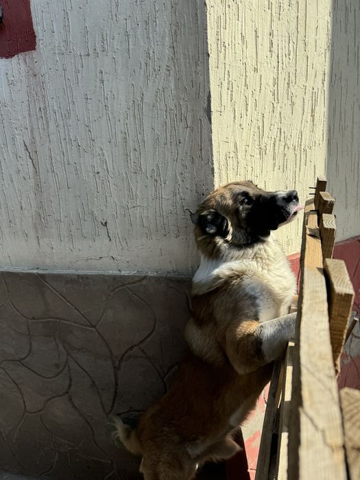 Собака продается 1 год