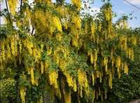 Glicină Wisteria Diferite culori