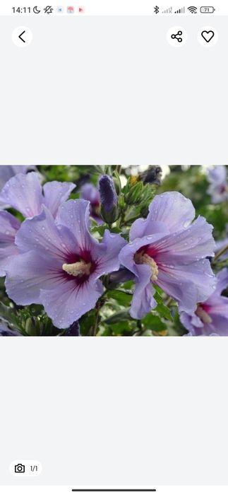 Гибискус 1,5-2 метра примерно